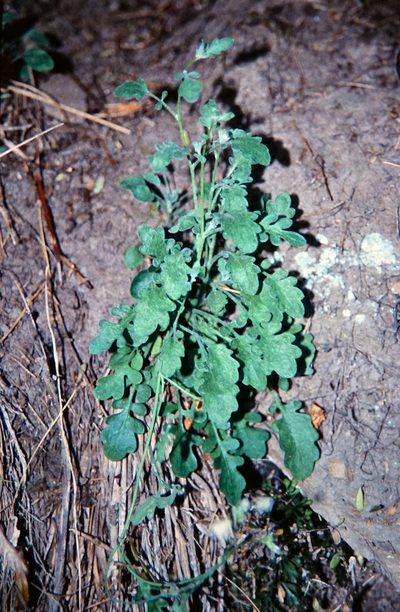Pachycladon cheesemanii, photographed by John Barkla