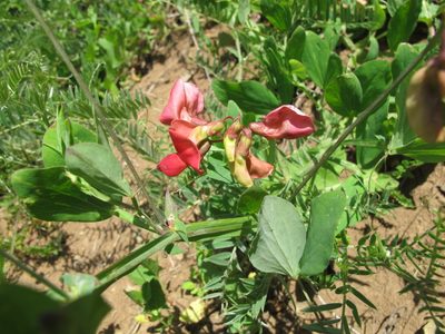 Lathyrus rotundifolius, photographed by Grzegorz Grzejszczak