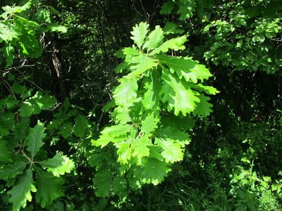 Quercus macranthera, photographed by Grzegorz Grzejszczak