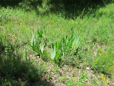 Iris imbricata, photographed by Grzegorz Grzejszczak