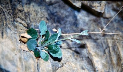 Pachycladon cheesemanii, photographed by John Barkla