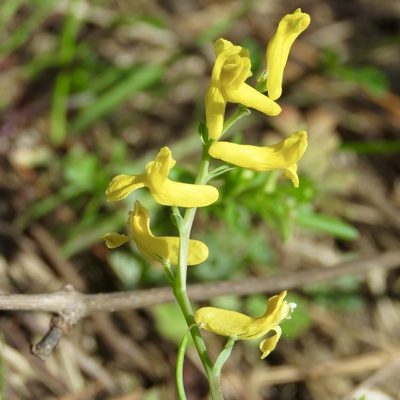 Corydalis micrantha, photographed by Laura Clark