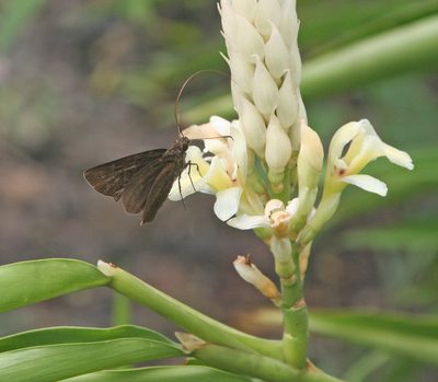 Alpinia oxymitra, photographed by Oleg Kosterin