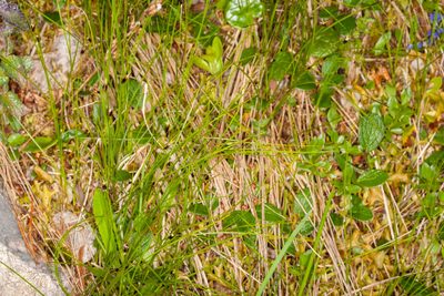 Oreojuncus monanthos, photographed by Drepanostoma