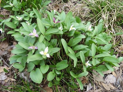 Trillium texanum, photographed by Laura Clark