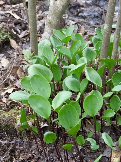 Trillium texanum, photographed by Laura Clark