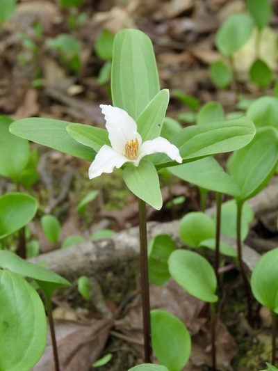 Trillium texanum, photographed by Laura Clark