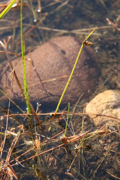 Schoenoplectiella purshiana, photographed by Derek