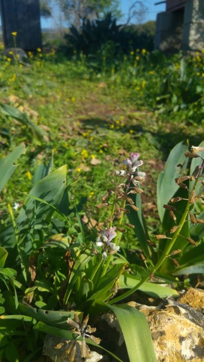 Bellevalia flexuosa, photographed by Mattia Menchetti