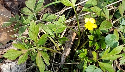 Ranunculus carolinianus, photographed by Jennifer Harris
