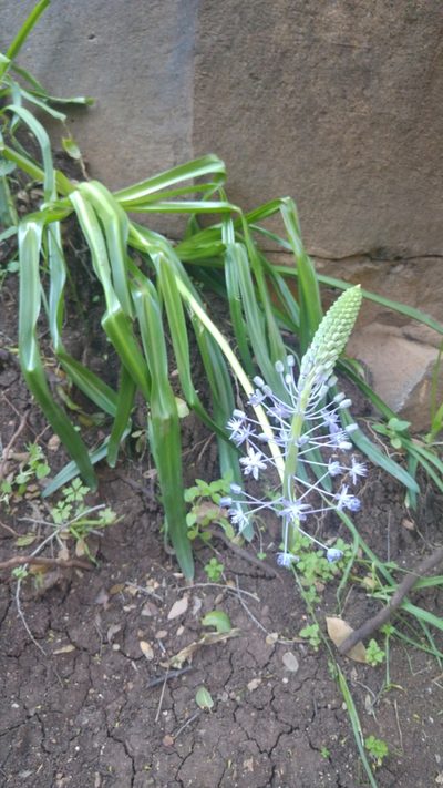 Scilla hyacinthoides, photographed by Mattia Menchetti