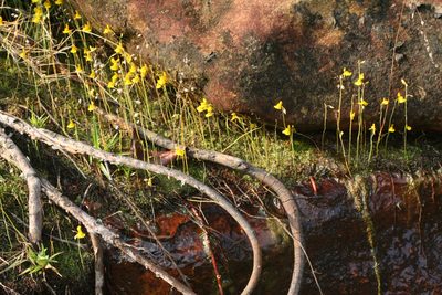 Utricularia odorata, photographed by Oleg Kosterin