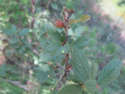 Prunus incana, photographed by Grzegorz Grzejszczak
