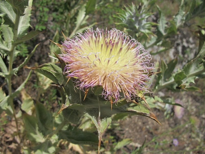 Cousinia macrocephala, photographed by Grzegorz Grzejszczak