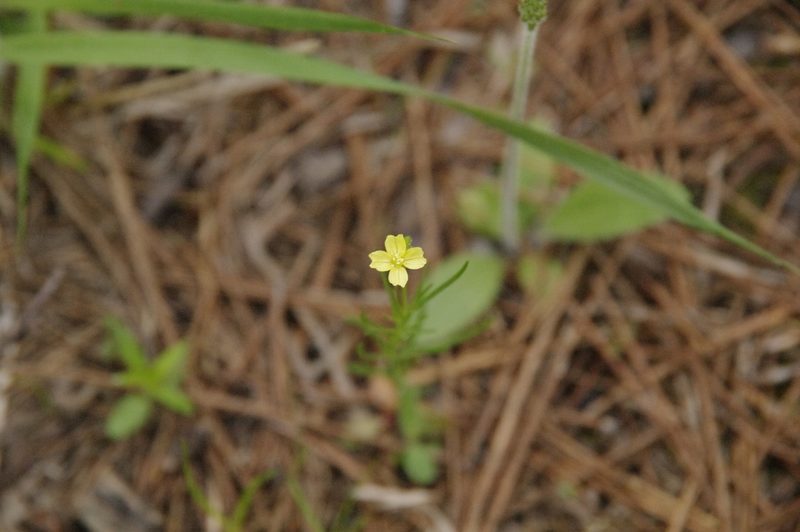 Oenothera linifolia, photographed by Eric Knight