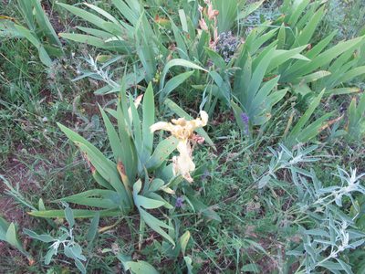 Iris imbricata, photographed by Grzegorz Grzejszczak