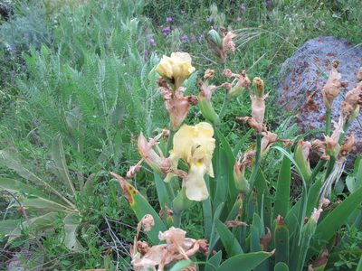 Iris imbricata, photographed by Grzegorz Grzejszczak