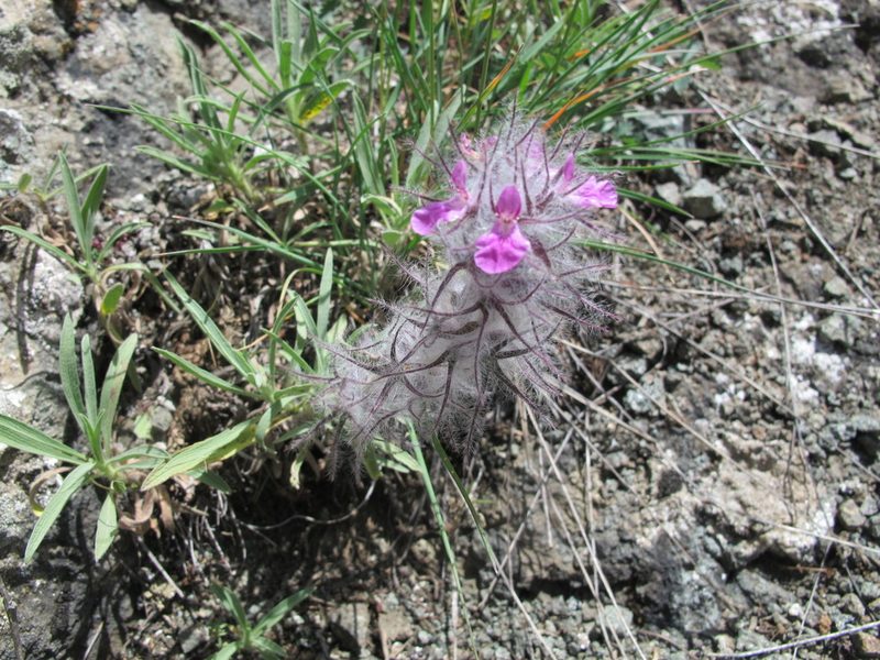 Stachys lavandulifolia, photographed by Grzegorz Grzejszczak