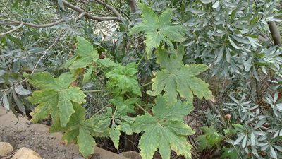 Pelargonium hispidum, photographed by Paul Emms