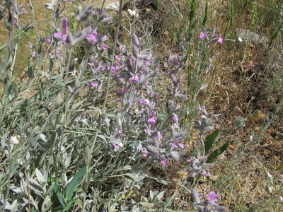 Stachys inflata, photographed by Grzegorz Grzejszczak