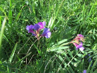 Lathyrus cyaneus, photographed by Grzegorz Grzejszczak