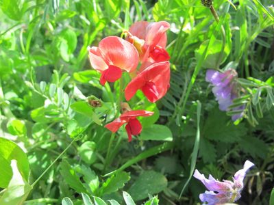 Lathyrus rotundifolius, photographed by Grzegorz Grzejszczak