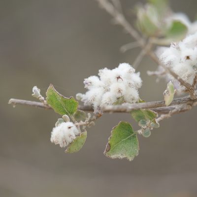 Condea laniflora, photographed by Bill Levine