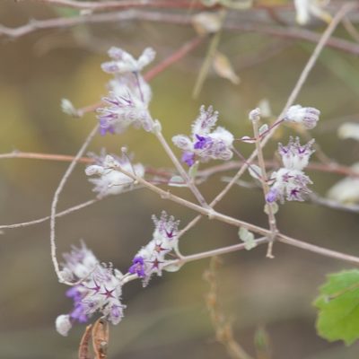 Condea laniflora, photographed by Bill Levine