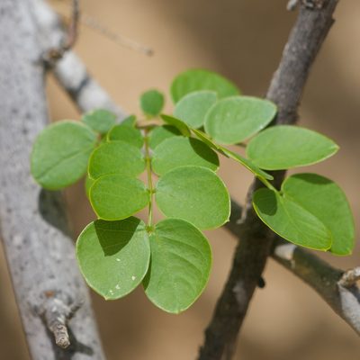 Lysiloma candidum, photographed by Bill Levine