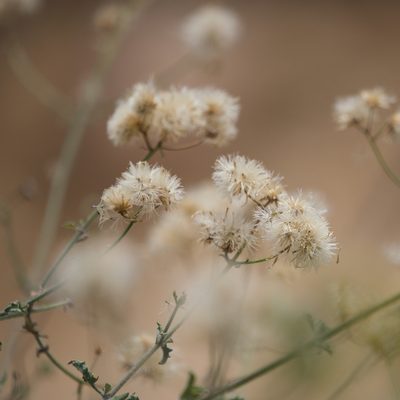 Bebbia atriplicifolia, photographed by Bill Levine