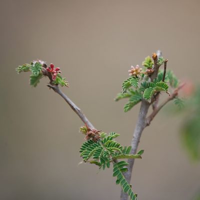 Calliandra californica, photographed by Bill Levine