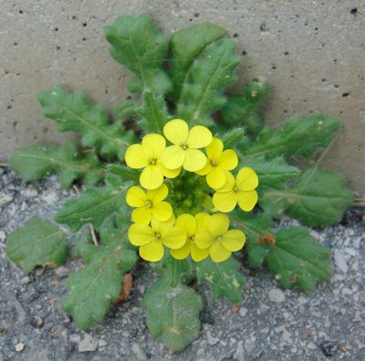 Biscutella cichoriifolia, photographed by viridian