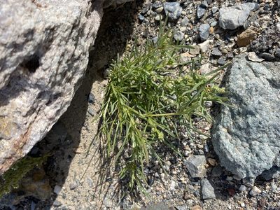 Oligomeris linifolia, photographed by Matt Berger