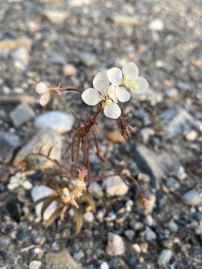 Eremothera refracta, photographed by Matt Berger