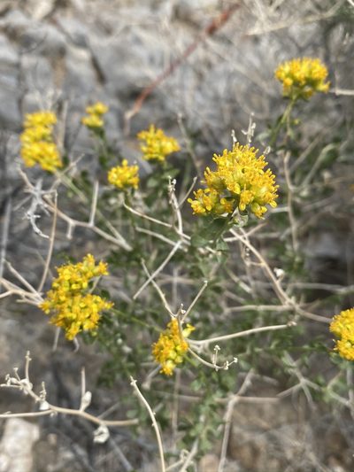 Amphipappus fremontii, photographed by Matt Berger