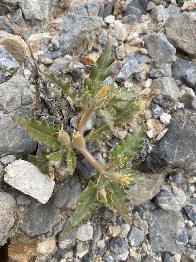 Mentzelia reflexa, photographed by Matt Berger