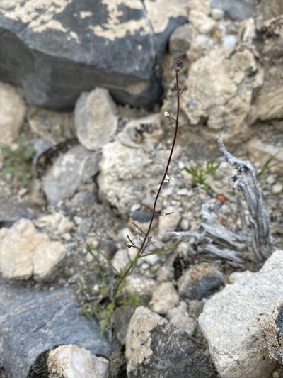 Sibara deserti, photographed by Matt Berger