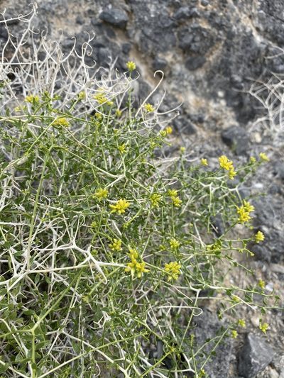 Amphipappus fremontii, photographed by Matt Berger