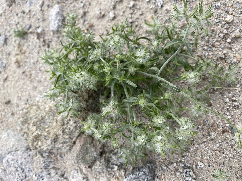 Cryptantha nevadensis, photographed by Matt Berger