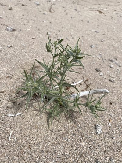 Johnstonella costata, photographed by Matt Berger