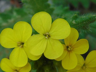 Biscutella cichoriifolia, photographed by viridian