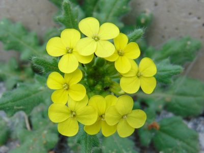 Biscutella cichoriifolia, photographed by viridian
