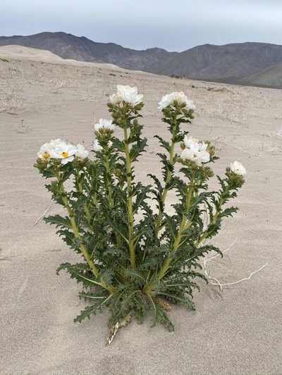Argemone corymbosa, photographed by Matt Berger