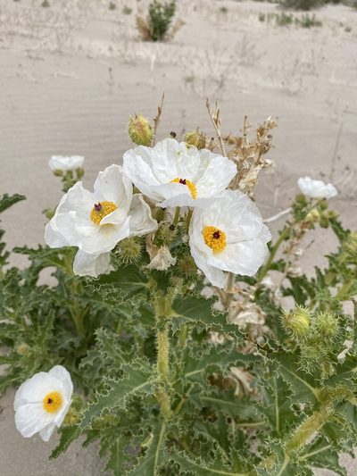 Argemone corymbosa, photographed by Matt Berger