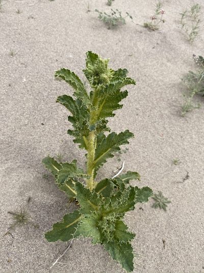 Argemone corymbosa, photographed by Matt Berger