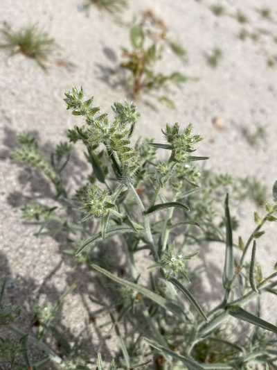 Johnstonella costata, photographed by Matt Berger