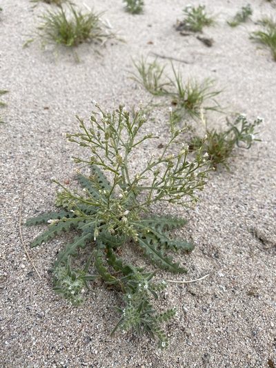 Aliciella leptomeria, photographed by Matt Berger