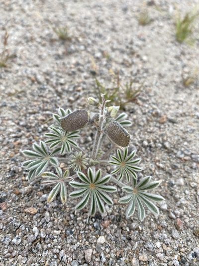 Lupinus shockleyi, photographed by Matt Berger