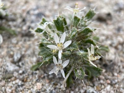 Loeseliastrum schottii, photographed by Matt Berger