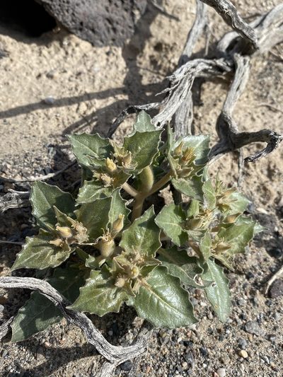 Mentzelia reflexa, photographed by Matt Berger